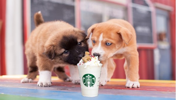 Starbucks Puppuccino